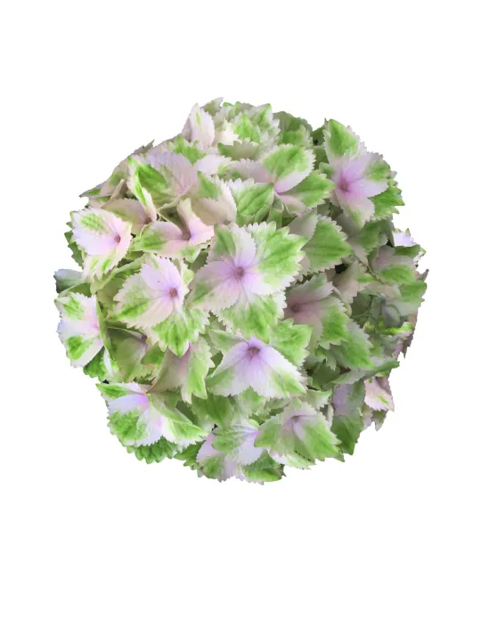 65c5f73ced2deb18517de4f2_Lemon